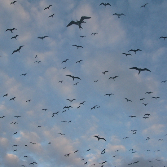 Fregate birds soar above, Middle Camp Malabar.